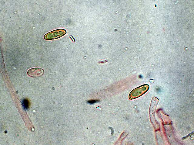 Xerocomus bubalinus   (Oolbekk. & Duin)  Redeuilh